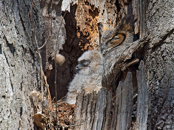 Bubo virginianus  GREAT HORNED OWL 9009316z