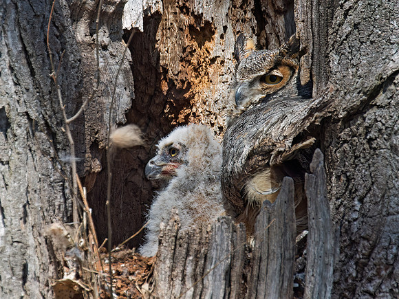Bubo virginianus  GREAT HORNED OWL 9009318z
