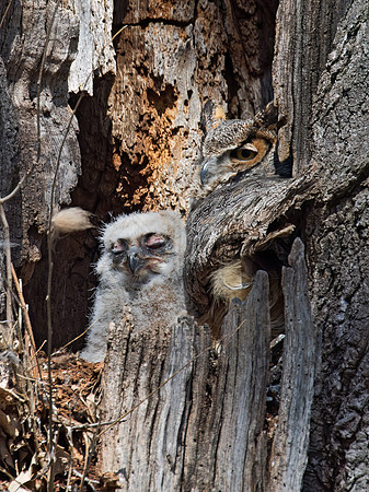 Bubo virginianus  GREAT HORNED OWL 9009319z