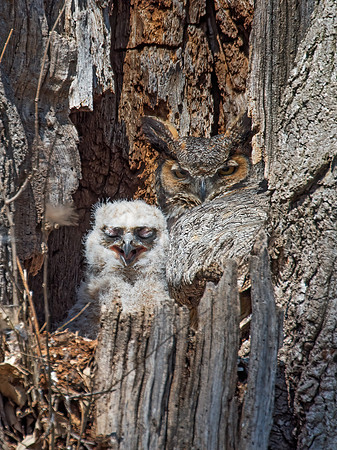 Bubo virginianus  GREAT HORNED OWL 9009342z