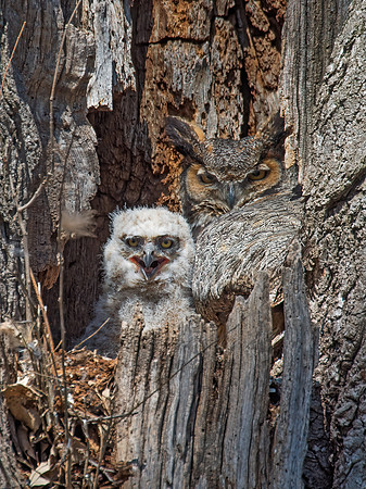 Bubo virginianus  GREAT HORNED OWL 9009344z