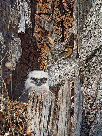 Bubo virginianus  GREAT HORNED OWL 9009348z