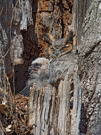 Bubo virginianus  GREAT HORNED OWL 9009349z