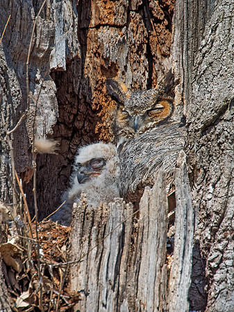 Bubo virginianus  GREAT HORNED OWL 9009351z