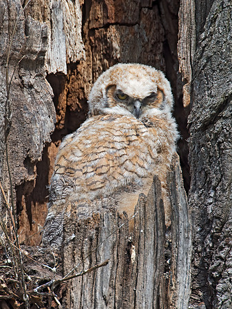 Bubo virginianus  GREAT HORNED OWL 9009846z