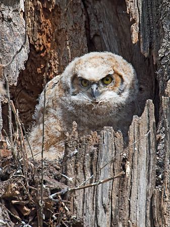 Bubo virginianus  GREAT HORNED OWL 9009847z