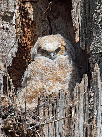 Bubo virginianus  GREAT HORNED OWL 9009848z