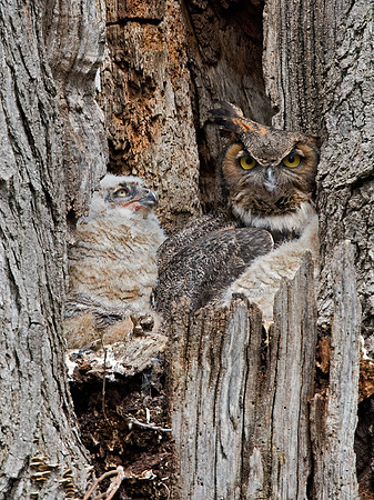 Bubo virginianus  GREAT HORNED OWL 9028155z