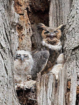 Bubo virginianus  GREAT HORNED OWL 9028165z