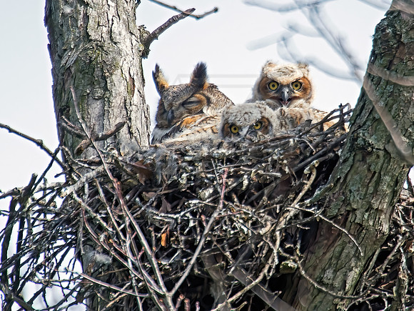 Bubo virginianus  GREAT HORNED OWL 9010286z