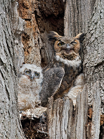 Bubo virginianus  GREAT HORNED OWL 9028167z