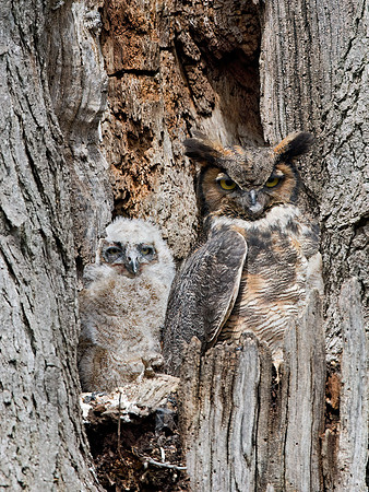 Bubo virginianus  GREAT HORNED OWL 9028171z