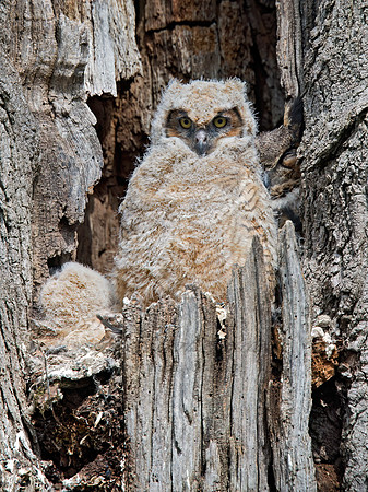 Bubo virginianus  GREAT HORNED OWL 9028430z