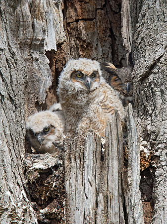Bubo virginianus  GREAT HORNED OWL 9028434z