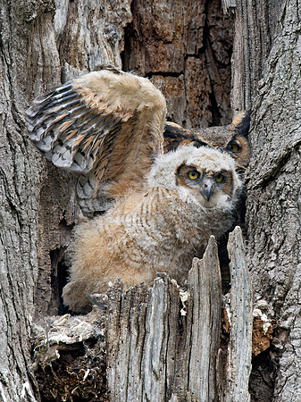 Bubo virginianus  GREAT HORNED OWL 9028441z