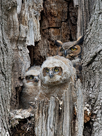 Bubo virginianus  GREAT HORNED OWL 9028446z