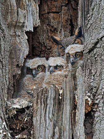 Bubo virginianus  GREAT HORNED OWL 9028455z
