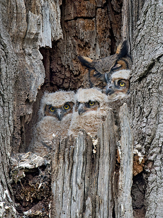 Bubo virginianus  GREAT HORNED OWL 9028456z