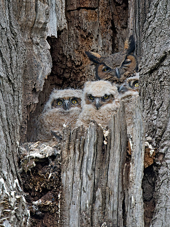 Bubo virginianus  GREAT HORNED OWL 9028459z
