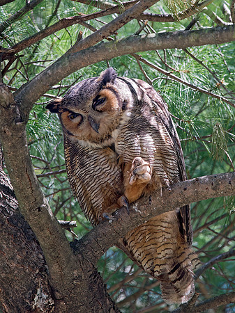 Bubo virginianus  GREAT HORNED OWL 9028686z