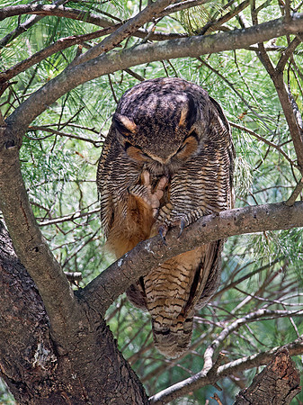 Bubo virginianus  GREAT HORNED OWL 9028693z