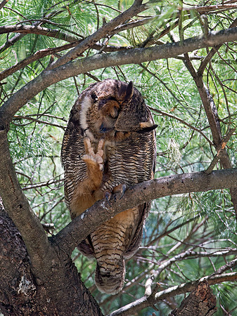 Bubo virginianus  GREAT HORNED OWL 9028699z