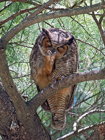 Bubo virginianus  GREAT HORNED OWL 9028706z