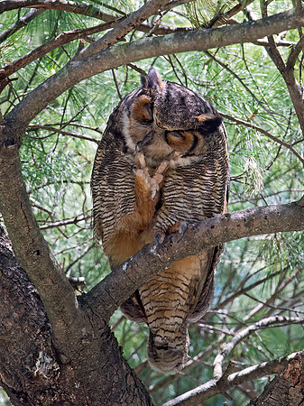 Bubo virginianus  GREAT HORNED OWL 9028710z