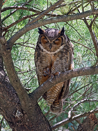 Bubo virginianus  GREAT HORNED OWL 9028714z