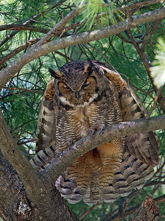 Bubo virginianus  GREAT HORNED OWL 9028742z