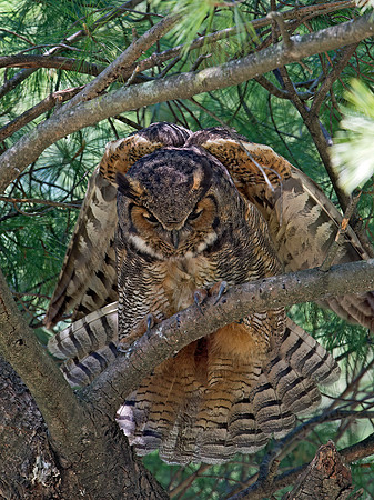 Bubo virginianus  GREAT HORNED OWL 9028747z