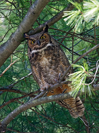 Bubo virginianus  GREAT HORNED OWL 9028760z
