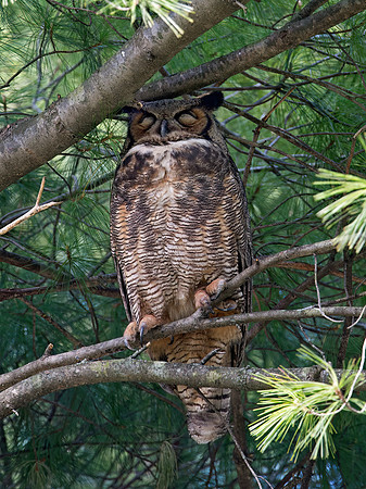 Bubo virginianus  GREAT HORNED OWL 9028768z