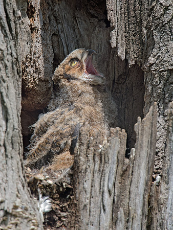Bubo virginianus  GREAT HORNED OWL 9037581z