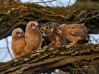 Bubo virginianus GREAT HORNED OWL 3018242z