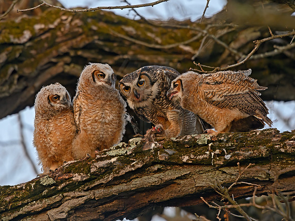 Bubo virginianus  GREAT HORNED OWL 3018242z