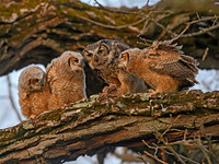 Bubo virginianus GREAT HORNED OWL 3018264z