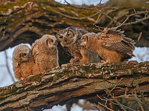 Bubo virginianus  GREAT HORNED OWL 3018264z