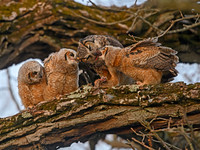 Bubo virginianus GREAT HORNED OWL 3018258z