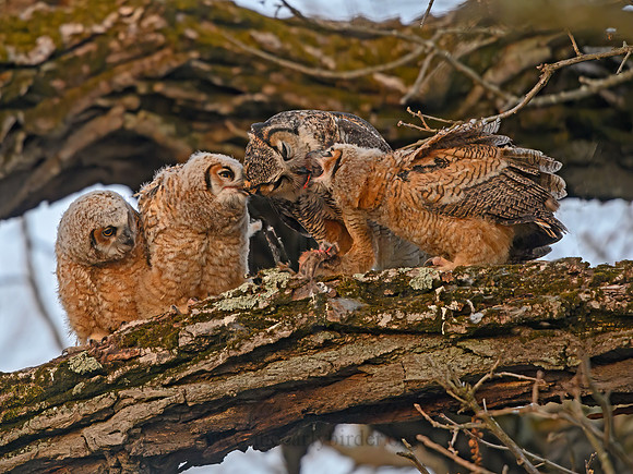 Bubo virginianus  GREAT HORNED OWL 3018258z