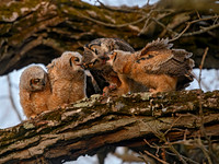 Bubo virginianus GREAT HORNED OWL 3018259z