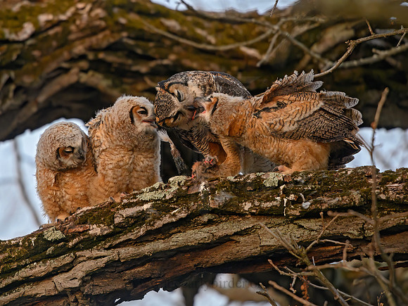 Bubo virginianus  GREAT HORNED OWL 3018259z