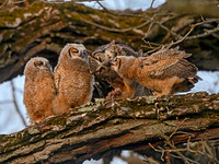 Bubo virginianus GREAT HORNED OWL 3018238z