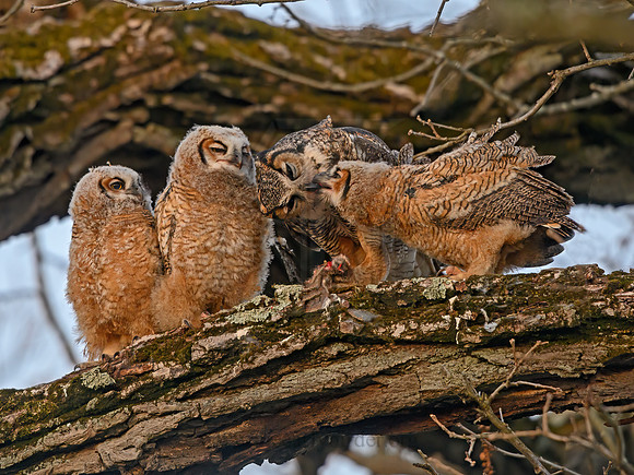 Bubo virginianus  GREAT HORNED OWL 3018238z