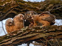 Bubo virginianus GREAT HORNED OWL 3018256z