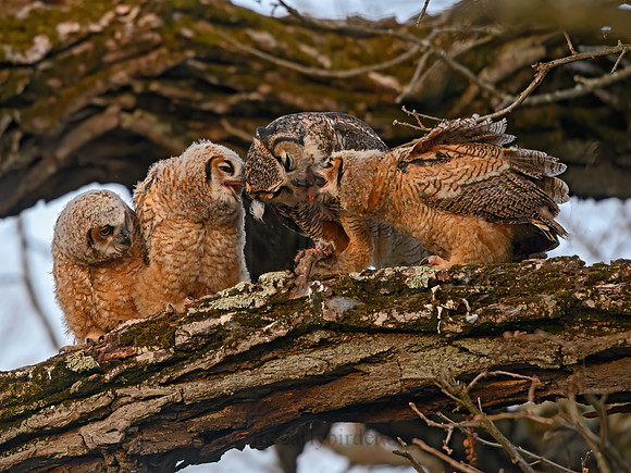 Bubo virginianus  GREAT HORNED OWL 3018256z