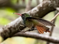 Amazilia yucatanensis BUFF-BELLIED HUMMINGBIRD 3031031z