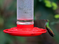 Amazilia yucatanensis  BUFF-BELLIED HUMMINGBIRD 6039512z