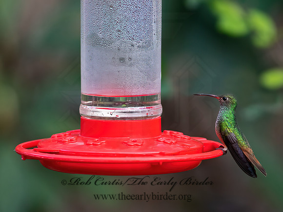 Amazilia yucatanensis  BUFF-BELLIED HUMMINGBIRD 6039512z