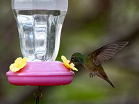 Amazilia yucatanensis BUFF-BELLIED HUMMINGBIRD 3031028z